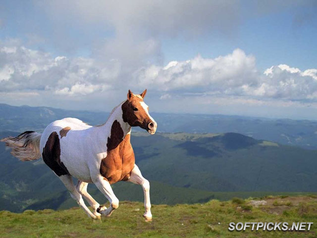 **My Wild Horses** Free-Horses-Screensaver