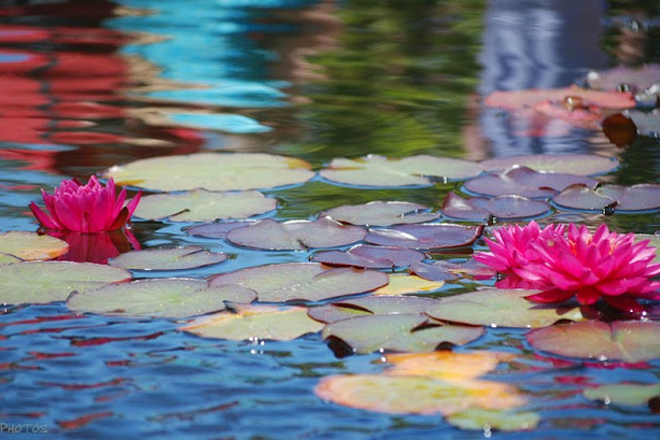 Le Symbole du Lotus Fleurs-de-lotus