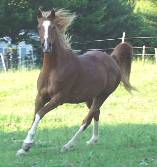 PurpleUnicorn's horses Horse_prancing_Equus_Arabian