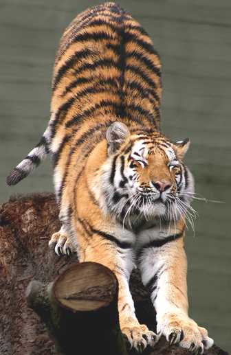 Bekijk een karakter blad Tiger_Siberian