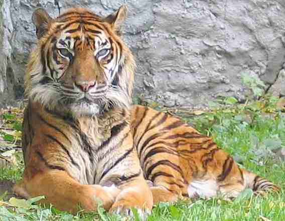 Save Tiger Tiger_tigris_sumatran_subspecies_panthera