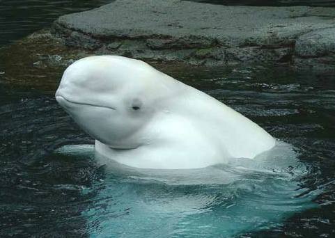 Heureux evenements Whale_beluga_surfaced