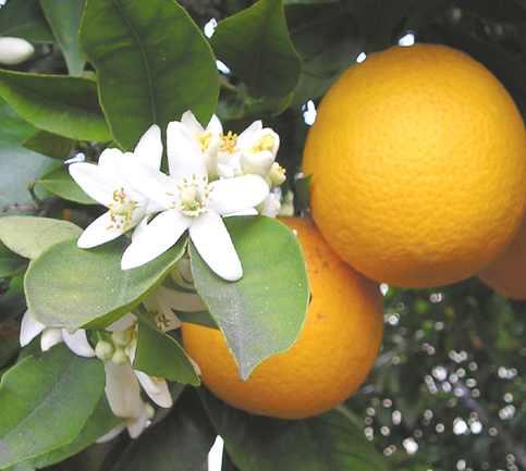 موجز عن اهم النبا تات العطريه Orange_Blossom