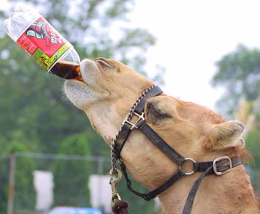 Old Soda..... Coca_cola_camel_drinking_from_bottle