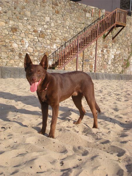 kelpie Marius8