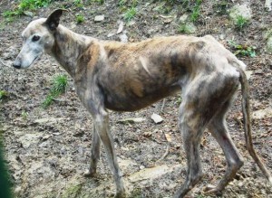 Hembra, Galgo, 10 años (Lula) Luna21-300x219