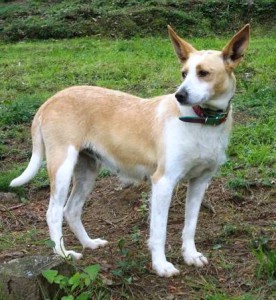 Hembra, Podenco / tamaño medio pequeño, 3 años (Molly) Moly6-276x300