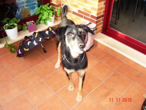 Macho, mestizo / tamaño grande, 6 años (Eiko) DSC02436-300x225