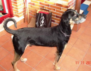 Macho, mestizo / tamaño grande, 6 años (Eiko) DSC02437-300x233