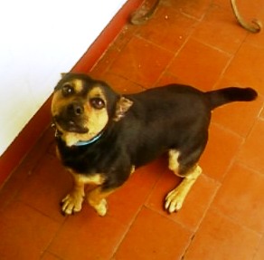 ADOPTADO: Macho, mestizo / pequeño, 1 año (Ton) SP_A0745