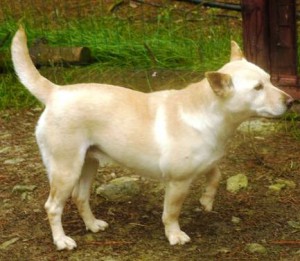 ADOPTADA: Hembra, cruce de Shiba Inu / tamaño pequeño de 1,5 años (Nani) P1040998-300x261