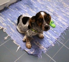 ADOPTADA: hembra, cruce de Basset Hound, 2 meses (Txispa) Txispa21