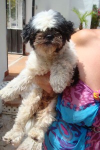 ADOPTADO: Macho, Shi Tzu, 6años (Oki) OKI-SHI-TZU-6-A%C3%91OS-200x300