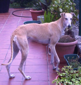 Hembra, Galgo, 4 años (Rubia) Rubia-4-287x300