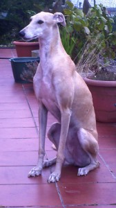 Hembra, Galgo, 4 años (Rubia) Rubia-5-168x300