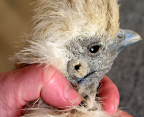 En mémoire de ma petite poule naine Plume ! Consel0c