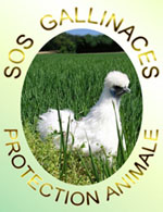 Poules malades = SOS GALI Logo