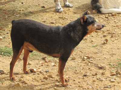 APPOLON - pinscher 12 ans (aveugle)  Sos Vieux Chiens à Crucey (28) Appolon1