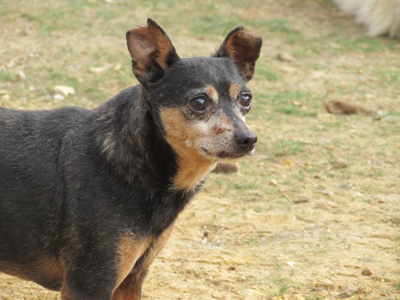 APPOLON - pinscher 12 ans (aveugle)  Sos Vieux Chiens à Crucey (28) Appolon2