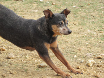 APPOLON - pinscher 12 ans (aveugle)  Sos Vieux Chiens à Crucey (28) Appolon3