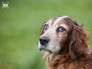 ULYSSE - epagneul breton 13 ans - Sos Vieux Chiens à  Curcey (28) Ulysse0