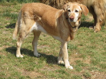 DJIN - labrador 13 ans - Sos Vieux Chiens à Crucey (28) Djin-2