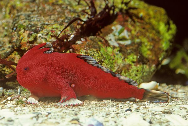 اسماك تستخدام زعانفها للمشي على طول قاع المحيط  New_handfish_species_fish_red_