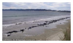 Expertos descubren correspondencia entre ionosfera y terremotos New_Zealand_Whales_Mass_Standi
