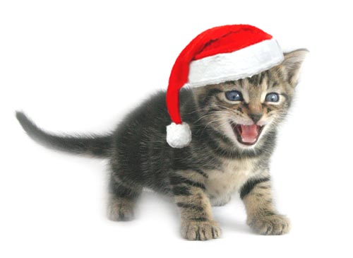 Chats de Nol. Christmas-Cat-11
