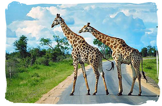 جوله سياحيه في جنوب افريقيا Main-road-in-the-kruger-national-park