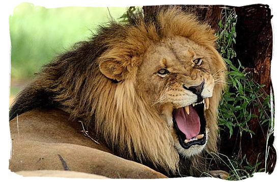 Je demande... Snarling-male-lion-am-pundamaria