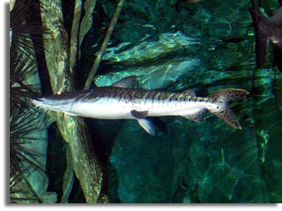 حديقة حيوانات المركز الدولى  Tiger-shovelnose-catfish