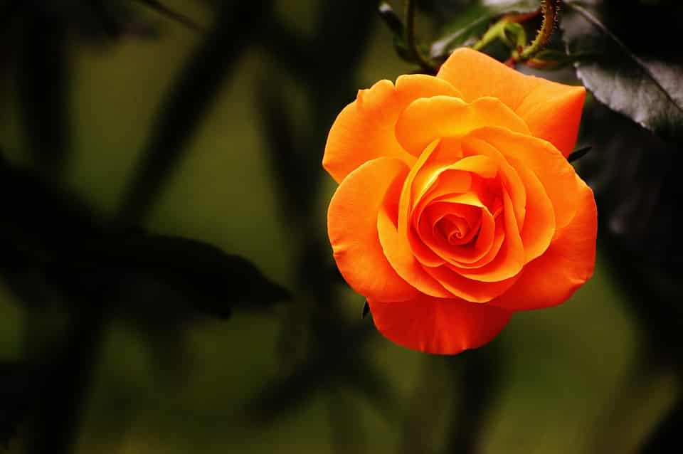 مناظر روعة كثيرا - صفحة 2 Rose-orange-blossom-bloom-flower