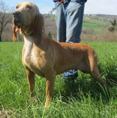 LALLA - x porcelaine 2 ans - Refuge Spa d'Annecy/Marlioz (74) 2641_w_380