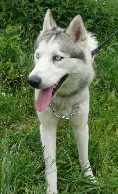 CHAMKA husky (f) j'ai besoin d'espace  et je suis douce et caline REF (74)   ADOPTEE Chamka-2_w_380