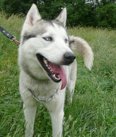 CHAMKA husky (f) j'ai besoin d'espace  et je suis douce et caline REF (74)   ADOPTEE Chamka_w_380