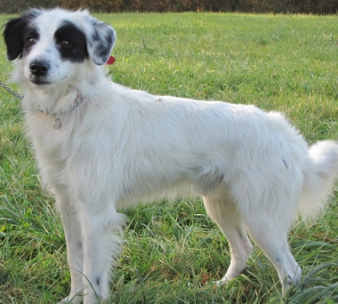 ENZO - x springer 9 ans - Sos Animaux à Gex (01) Enzo_w_380