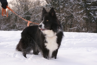 GIPSYMâle - Croisé Border / Husky  4 ans  GENTIL AFFECTUEUX REF (74) ADOPTE Gypsie-neige_w_380