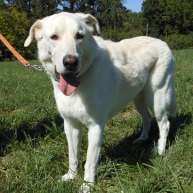 SOS  pour LEKO  -  croisé Labrador / Montagne des Pyrennées  5 ans   (2 ans refuge)-  SPA  D' ANNECY  (74) Leko1_w_380