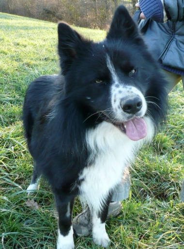 GIPSYMâle - Croisé Border / Husky  4 ans  GENTIL AFFECTUEUX REF (74) ADOPTE P1030959_w_380