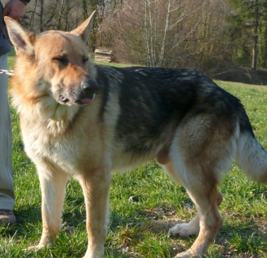 Urgent - LUCAS - x ba/nordique 7 ans - Spa d'Annecy/Marlioz (74) P1060878_w_380