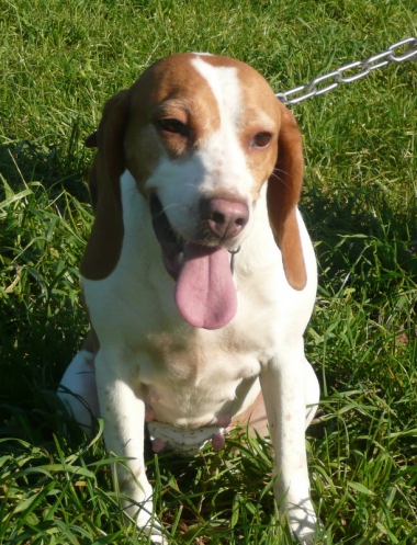 LILI - x beagle 5 ans - Spa  d'Annecy (74) P1080285_w_380