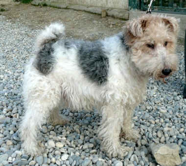 TRESOR - fox terrier 8 ans - Spa Annecy Marlioz (74) P1090289_w_380