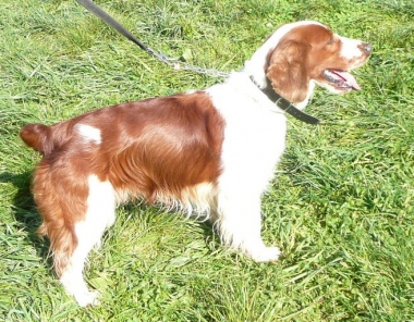 WENn - welsh springer spaniel 6 ans 1/2 - Spa d'Annecy (74) Wen-profil_w_380