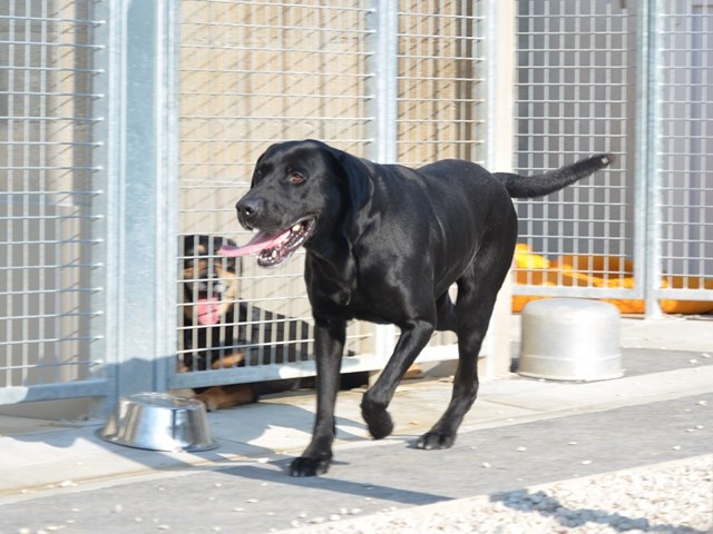 FALCO - labrador 10 ans - Spa des Cailloux à Dijon (21) Falco-7