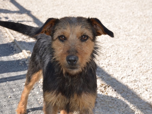 NAPPY  9  ans  et ( NILLA decede) x terrier  - Spa des Cailloux à Dijon (21) Nappy