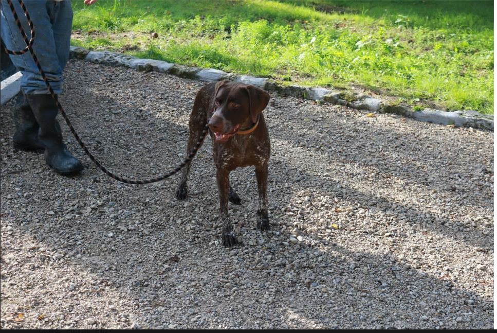 AKUu - braque allemand 9 ans - Spa du Centre à Orleans (45) Aku