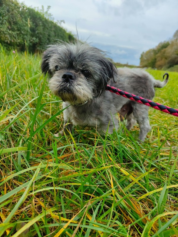 COLIN - shih Tzu 13 ans - Spa de Dunkerque (59) 22199249849619_6980524875306561_5741896829001551712_n