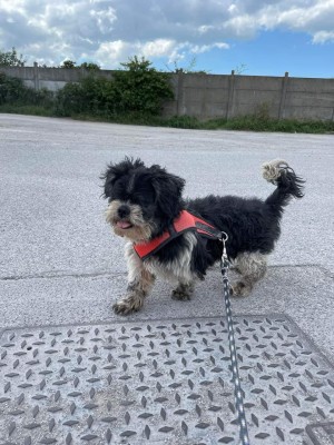 VOYOU  11 ans - et  POLUX  10 ans - shih Tzu -  Spa de la region des Flancdres à Dunkerque (59) 37713284801181_2532996213504476_4247484573491034235_n