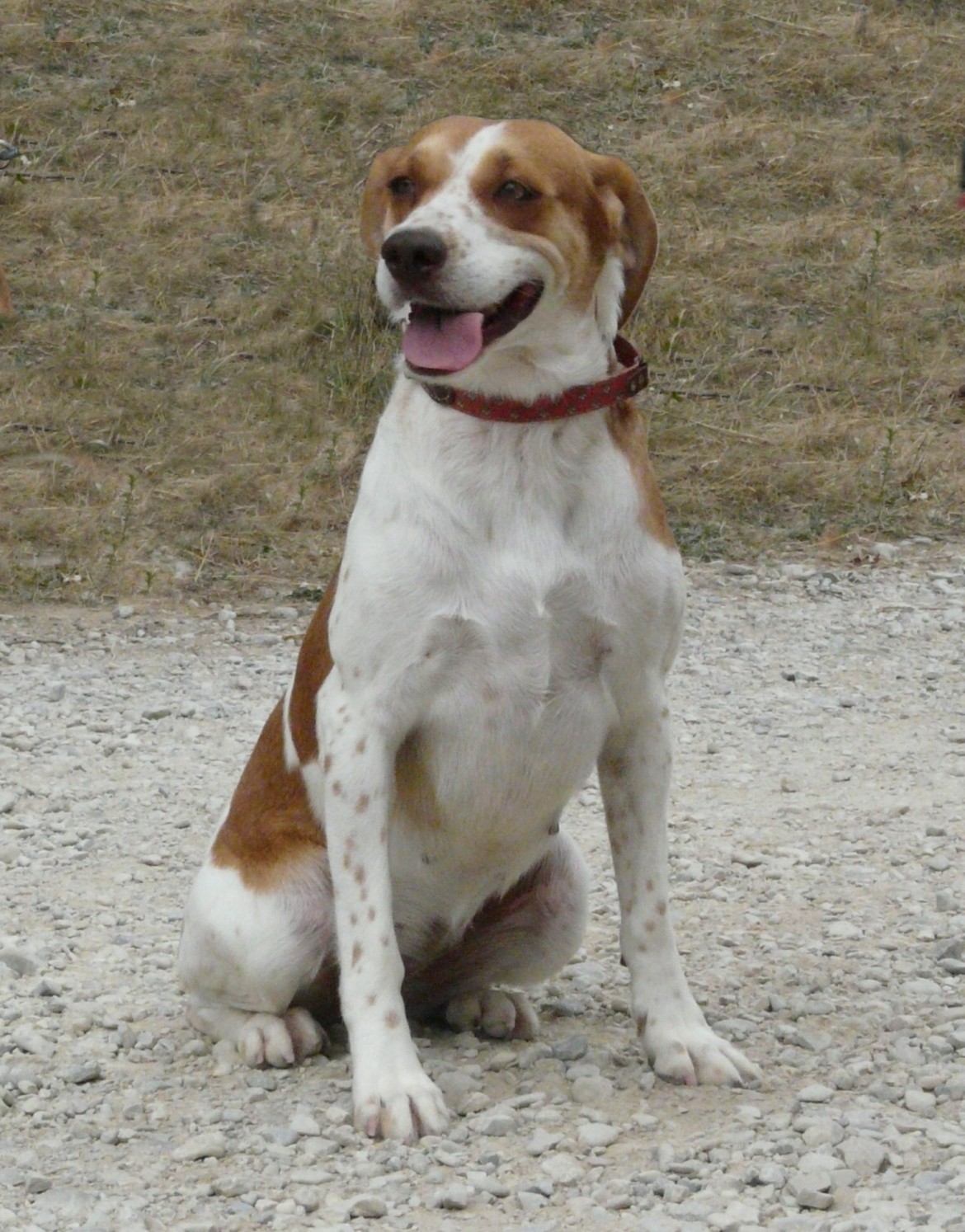 DORIS  -  croisée Epagneul 10 ans  -  Spa de l'Enclave des Papes à Grillon (84) Doris-e1300818072933